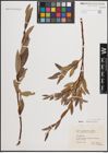 Foto von Salix daphnoides Vill.
